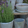 Aged Terracotta Rose Pot - Various Sizes - Greige - Home & Garden - Chiswick, London W4 