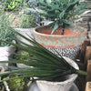 Faux Agave - Greige - Home & Garden - Chiswick, London W4 