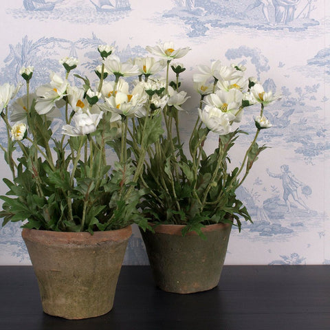 Faux Cosmos Plant in Pot - White - Greige - Home & Garden - Chiswick, London W4 