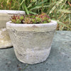 Aged Terracotta Cactus Pot - Various Sizes - Greige - Home & Garden - Chiswick, London W4 