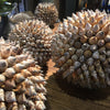 Decorative Bear Conch Shell Ball - Two Sizes - Greige - Home & Garden - Chiswick, London W4 