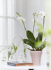 Mini Clear Glass Bud Vase Selection