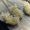 Faux Cream Allium Stem - Three Flowerheads per Stem