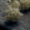 Faux Cream Allium Stem - Three Flowerheads per Stem