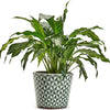 Plant Pot Arta Verde - Large