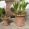 Bobble Top Planter and Saucer