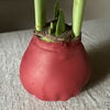 Wax Amaryllis Bulbs - Red Flower - SOLD OUT