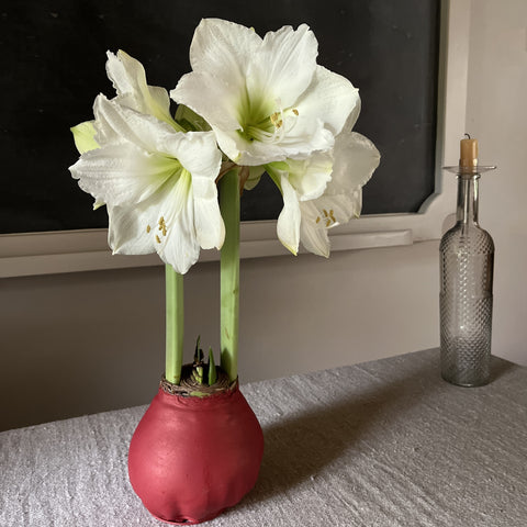 Wax Amaryllis Bulbs - White Flower