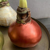 Wax Amaryllis Bulbs - White Flower