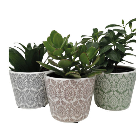 Plant Pot Delphi Mixed Colours - Set of Six Assorted