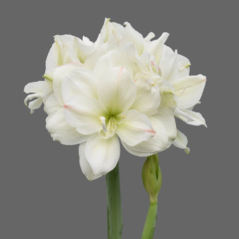 Wax Amaryllis Bulbs - White Double Flower