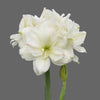 Wax Amaryllis Bulbs - White Double Flower