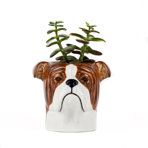 English Bulldog Pencil Pot by Quail Ceramics
