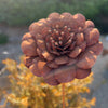 Handmade Rusty Iron Stems - Flowers R to Z