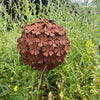 Handmade Rusty Iron Botanical Stems for the Garden (ball or half-ball shaped flowerheads)