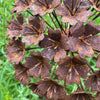 Handmade Rusty Iron Stems - Group C