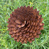 Handmade Rusty Iron Stems - Group A