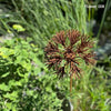 Handmade Rusty Iron Botanical Stems for the Garden (ball or half-ball shaped flowerheads)