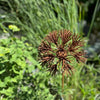 Handmade Rusty Iron Stems - Flowers R to Z