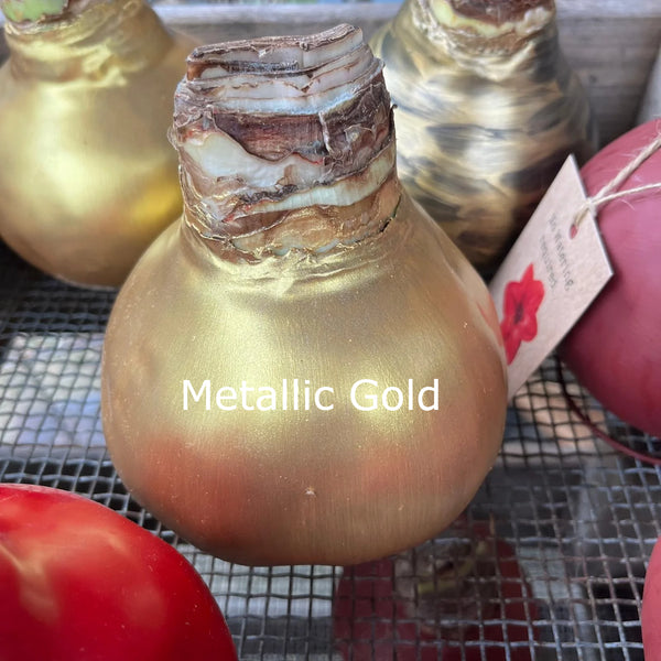 Wax Amaryllis Bulbs - Red