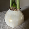 Wax Amaryllis Bulbs - White Flower