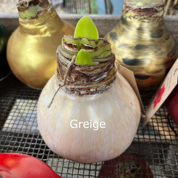 Wax Amaryllis Bulbs - Red