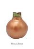 Wax Amaryllis Bulbs - Red