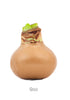 Wax Amaryllis Bulbs - Red