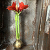 Wax Amaryllis Bulbs - Red Flower - maintenance free