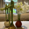 Wax coated amaryllis bulb with white flower