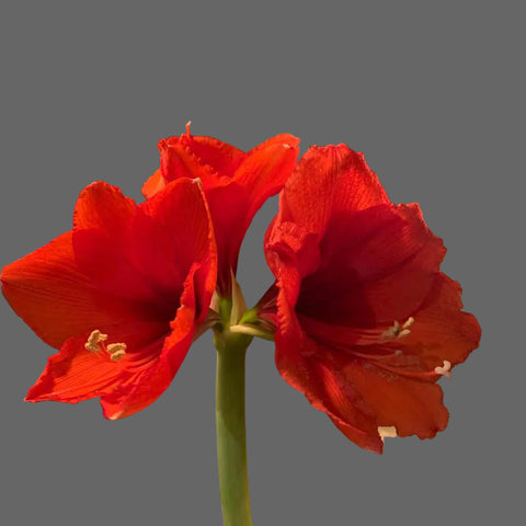 Wax Amaryllis Bulbs - Red - from Peru