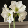 Wax Amaryllis Bulbs - White Flower