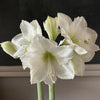 Wax Amaryllis Bulbs - White Flower - SOLD OUT