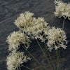 Faux Cream Allium Stem - Three Flowerheads per Stem