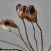 Dried Mahogany Pod Bunch