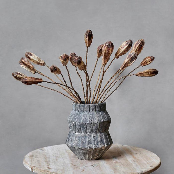 Dried Mahogany Seed Pod Bunch Abigail Ahern