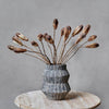 Dried Mahogany Seed Pod Bunch Abigail Ahern