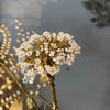 Tall White Bead Flower Stem B - Botanical Range - Walther & Co