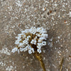 Tall White Bead Flower Stem B - Botanical Range - Walther & Co
