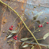 Brass Branch with Brass Leaves and Red Berries - Botanical Range - Walther & Co