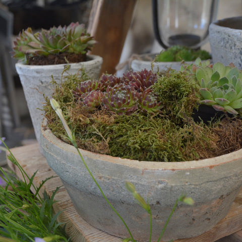 Aged Terracotta Dish Planter - Three Sizes - Greige - Home & Garden - Chiswick, London W4 