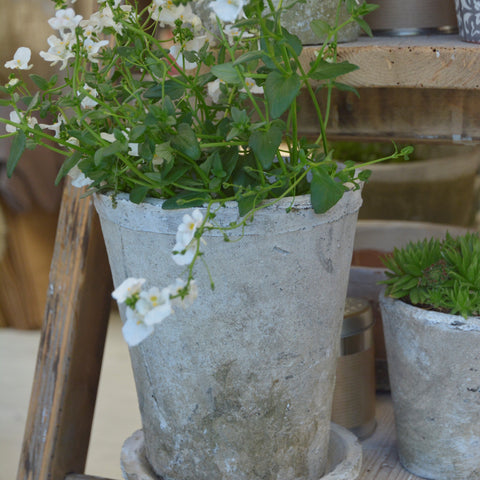 Aged Terracotta Rose Pot - Various Sizes - Greige - Home & Garden - Chiswick, London W4 