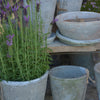 Aged Terracotta Cactus Pot - Various Sizes - Greige - Home & Garden - Chiswick, London W4 