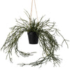 Lifelike hanging grass in flowerpot