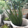 Faux Agave - Greige - Home & Garden - Chiswick, London W4 