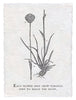 Botanical Print on Hand Made Paper