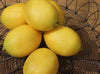 Faux Lemon - Greige - Home & Garden - Chiswick, London W4 