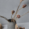 Mahogany Seed Pod Bunch of 10 stems