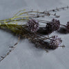 Faux Purple Melaleuca - Greige - Home & Garden - Chiswick, London W4 