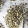 Faux Mimosa Blush by Abigail Ahern